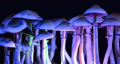 Magic mushroom barleylands